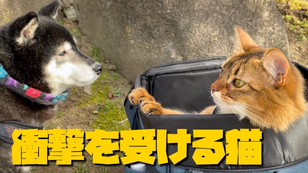 【ソマリの鳴き声】圧巻の景色を見て硬直する猫がこちらです