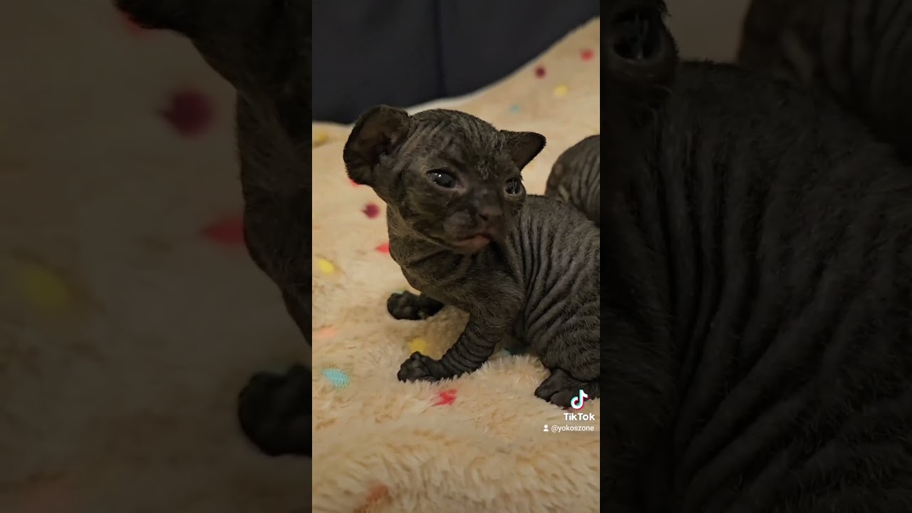 Devon Rex Kittens #cute #kittens