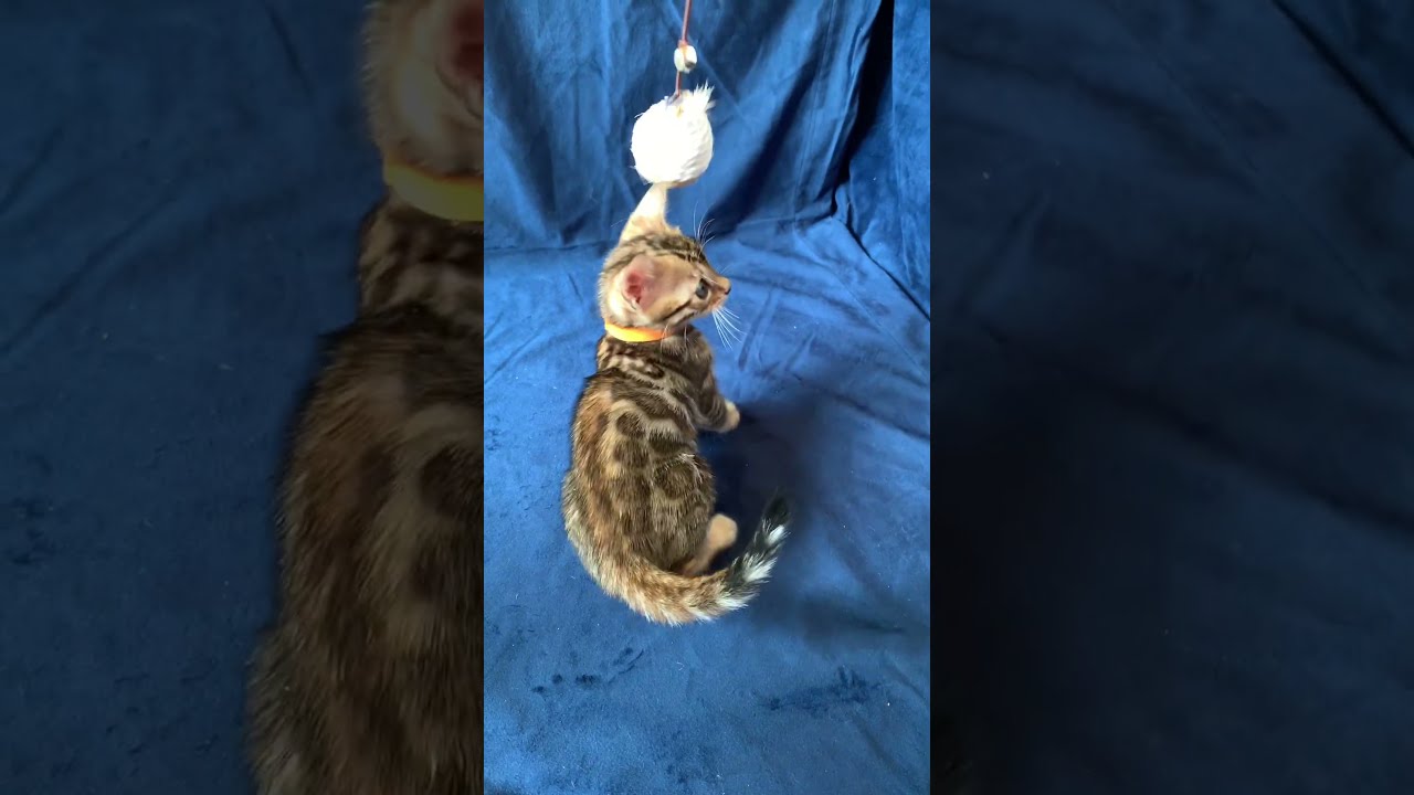 Maggie Brown Spotted Tabby Bengal Female Kitten Available Now | Purebred Kitties