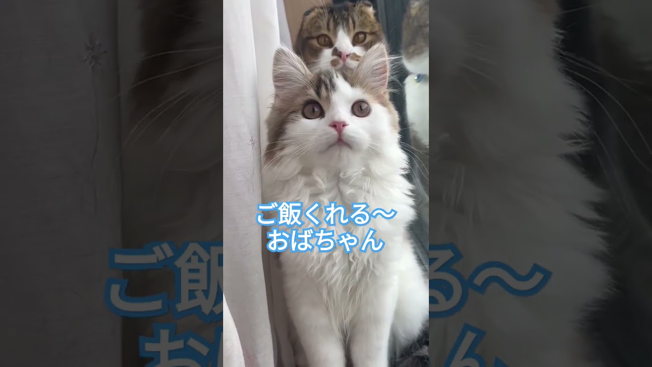 猫のひそひそ話#shorts #猫のいる暮らし #cat #スコティッシュフォールド子猫 #スコティッシュフォールド折れ耳