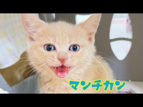 2024.07.30 初めましてニャ！まん丸お顔のマンチカンちゃん♡