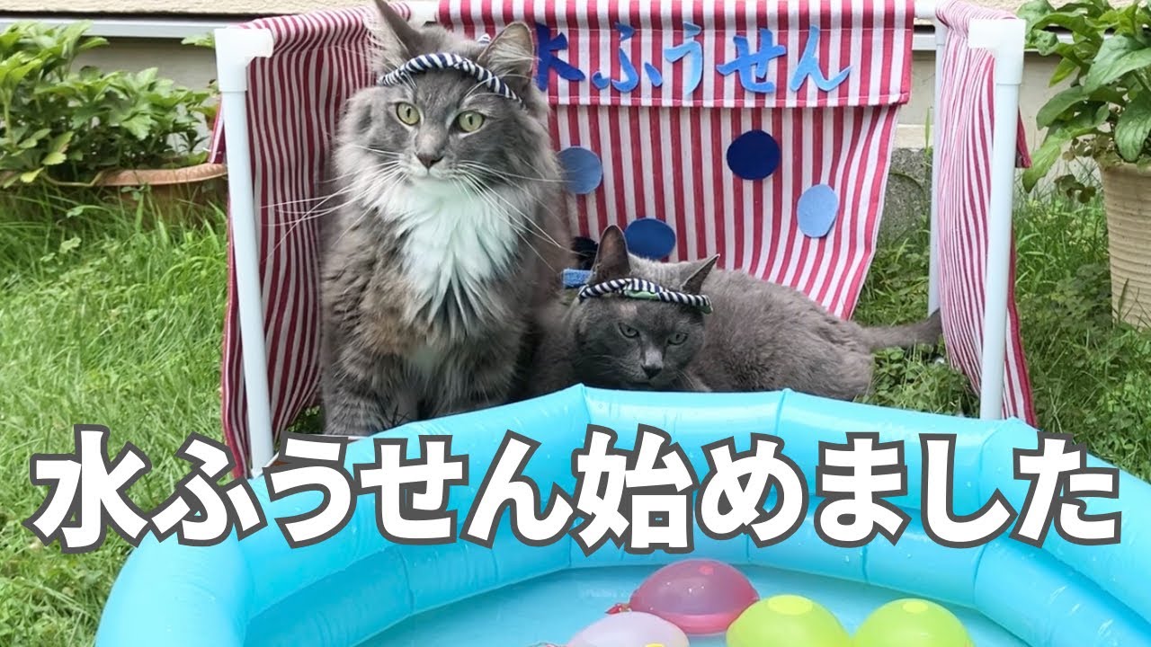 「水ふうせん始めました」〜猫の納涼祭り〜