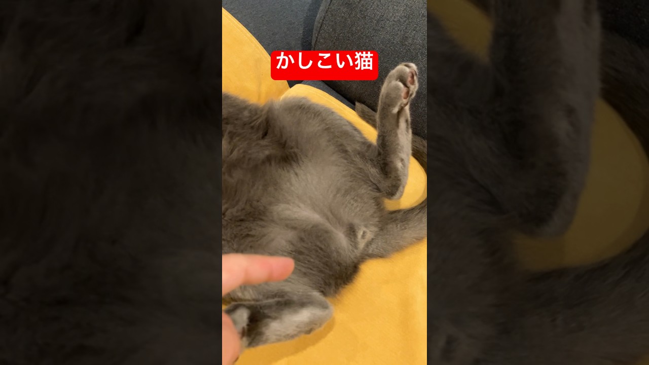 IQ2000ある猫#猫 #ロシアンブルー #cat #russianblue
