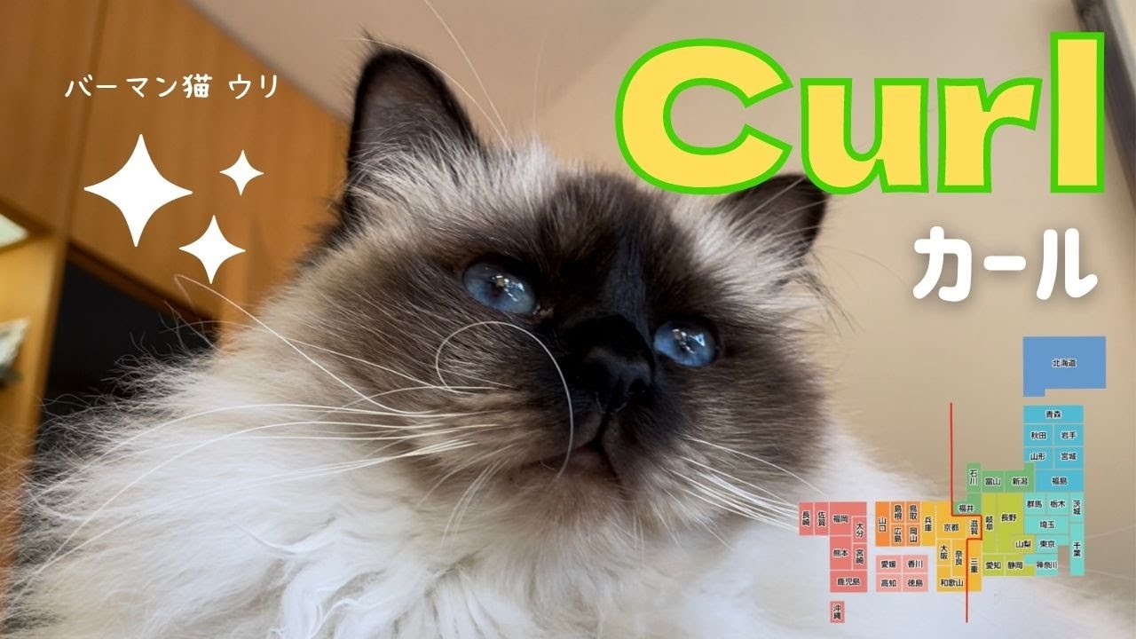 バーマン猫ウリのヒゲはくるんとなっている【カール】Curl（バーマン猫）Birman/Cat