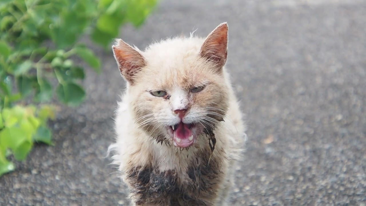 地域猫の暮らし2024/07/30 シャー,よだれ,ぎん,ママ,雀,海