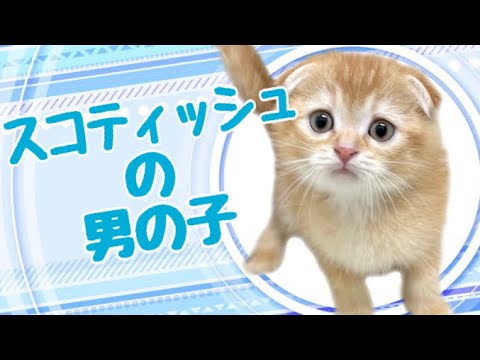 スコティッシュフォールドの子猫　（和歌山）