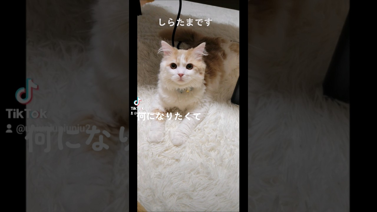 【子猫】だんだんラグマットになっていく猫 続編#ラガマフィン #猫動画 #cat #子猫 #shorts