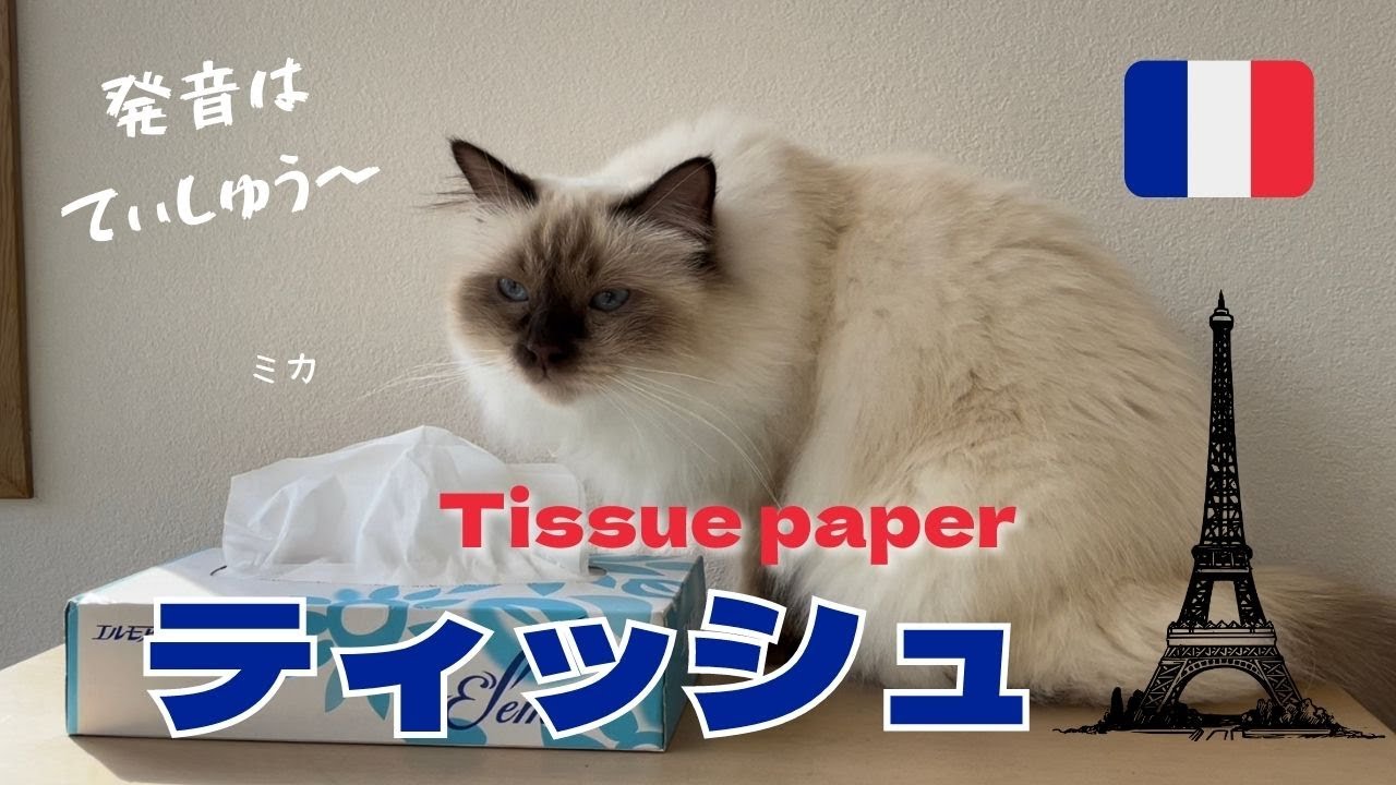 とても便利な日用品【ティッシュ】Tissue paper（バーマン猫）Birman/Cat