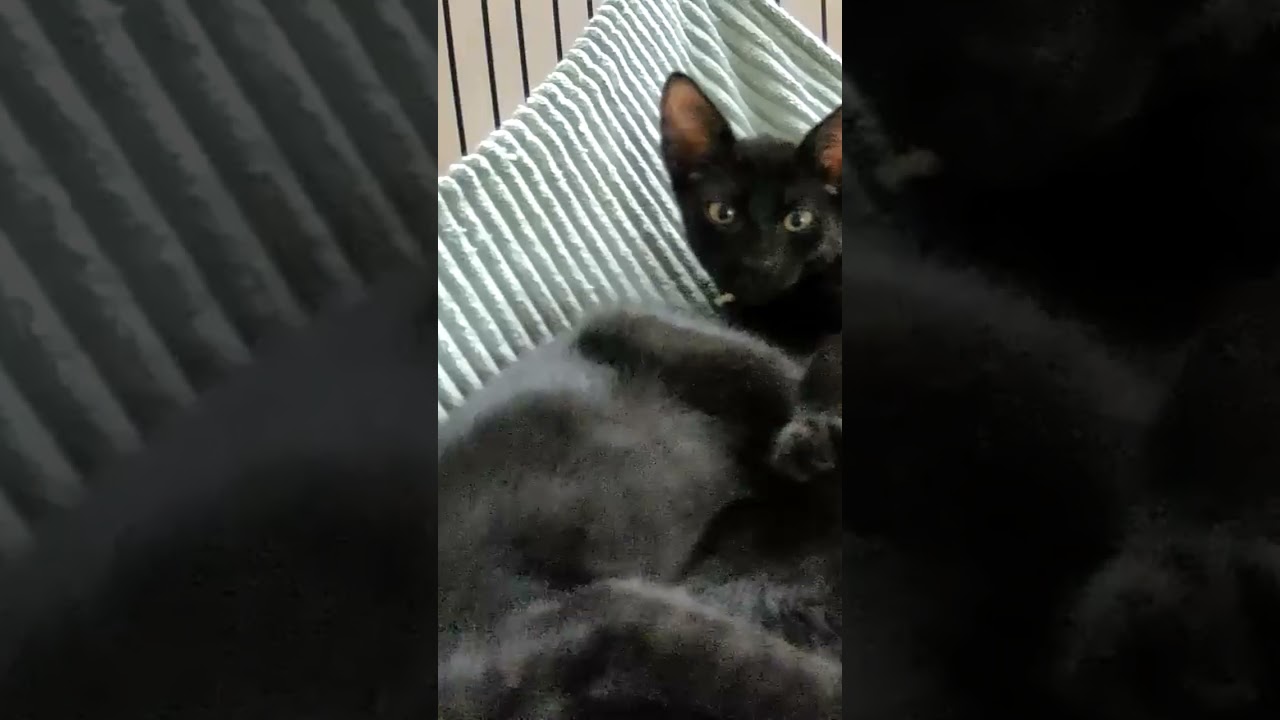 さつきと黒い兄弟(気だるい午後)