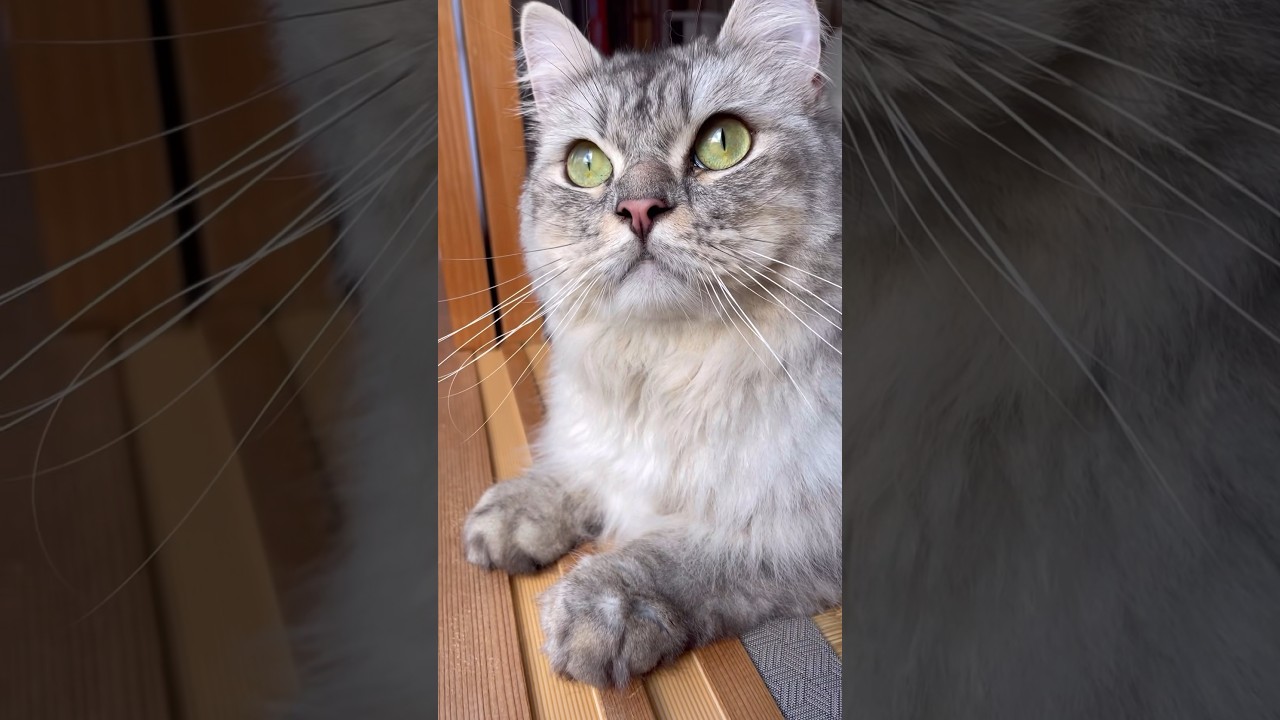 #cat #猫 #サイベリアン