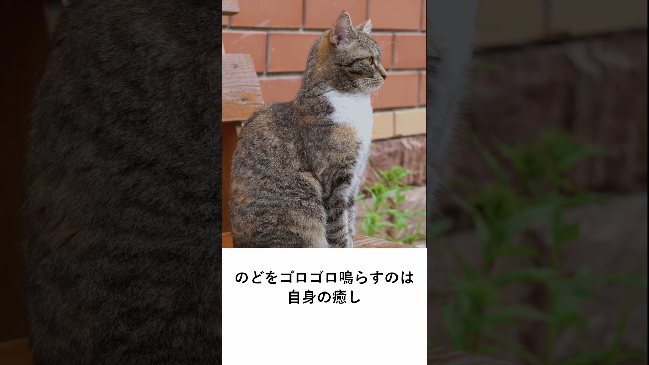 ネコ雑学2024 #まとめ #不思議 #shorts