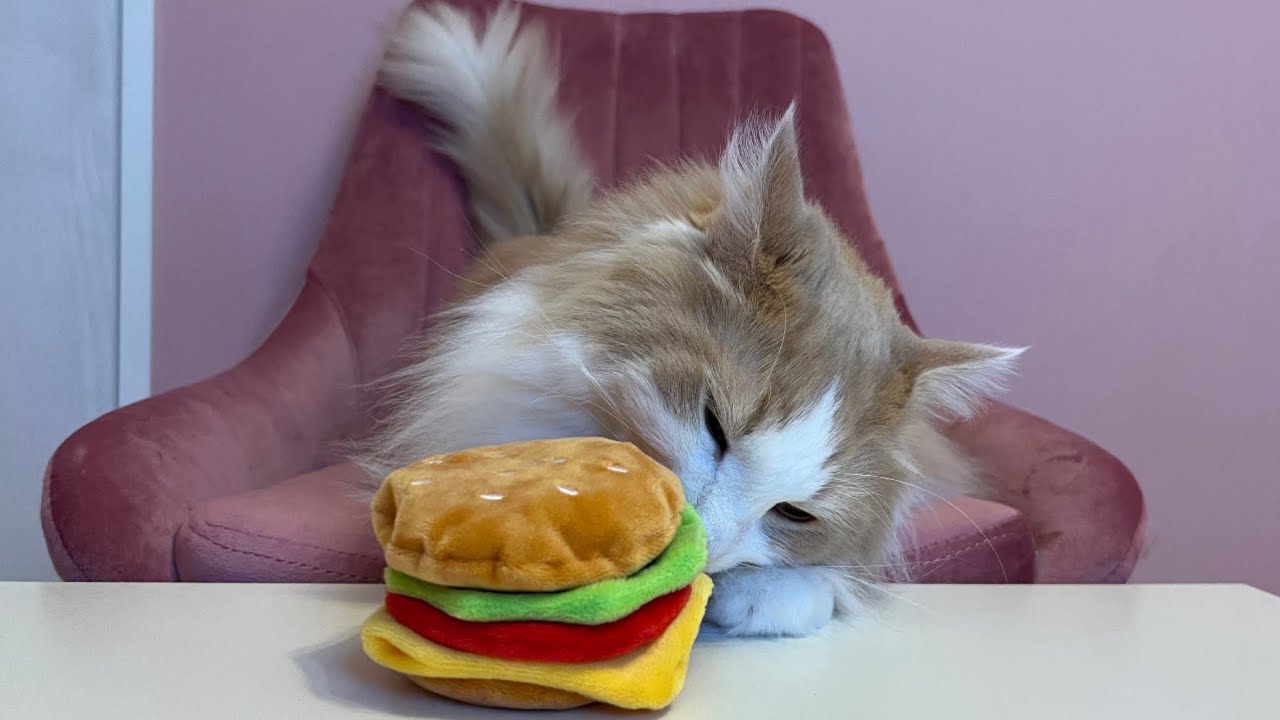 【召し上がれw】今日のごはんはハンバーガー！！！ターキッシュアンゴラとノルウェージャンフォレストキャット♡