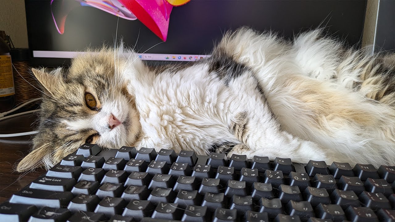 寝てると思ったら飼い主の仕事を監視していた猫がこちら