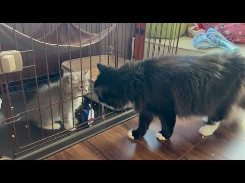 新しい家族の存在に気付いた猫　ラガマフィンA cat that is aware of its new family. Ragamuffin