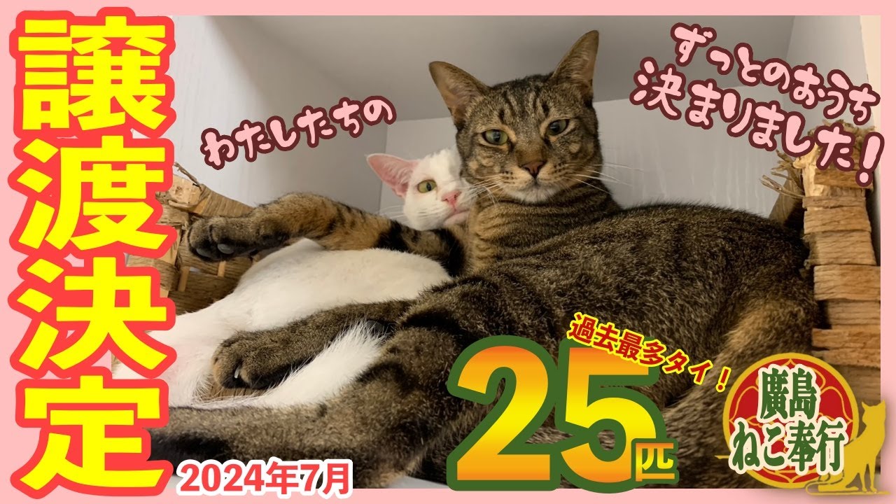 【2024年7月卒業】ずっとのおうちが決まったよ！〜正式譲渡が決定した保護猫さんたちをご紹介します〜