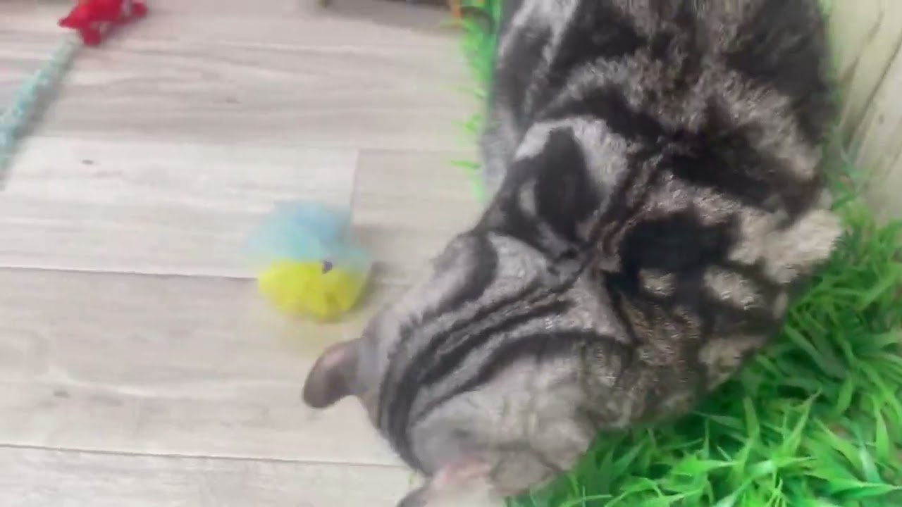 Coo&RIKU　No.673481　アメリカンカール