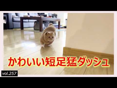 短足マンチカン猫との爆笑爆走鬼ごっこ