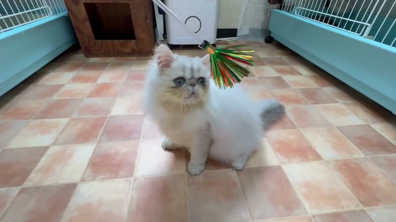 ペルシャ ○ご予約開始致しました○　シューデッドシルバー