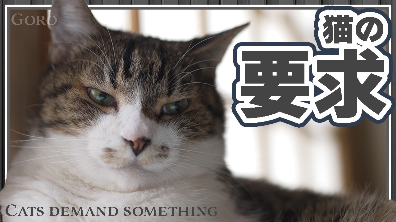 猫の要求を満たすにはコレ！