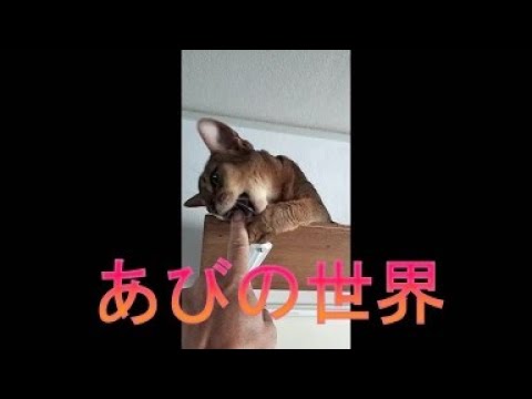 ネコ動画あび＃3990   あびの毎日　アビシニアン　あび