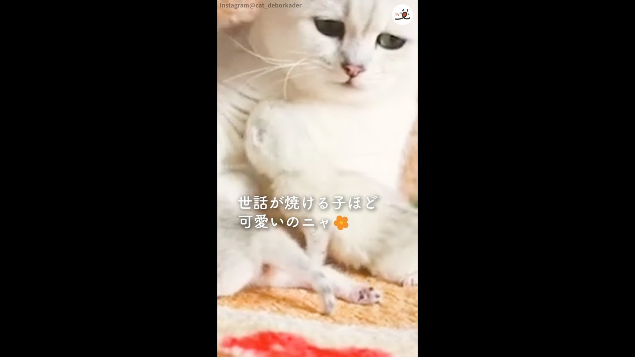 「手がかかる子ほど可愛いの…♡」子猫が生まれて大忙しの母猫さん