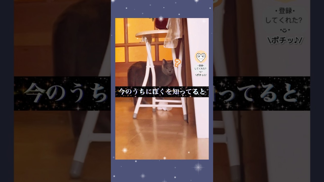 【るんるんボーイ】がやって参る…! 🐈‍⬛　#猫　#cat #シャルトリュー #chartreux #happycat #happyboy #しっぽ　#tail #nicetomeetyou