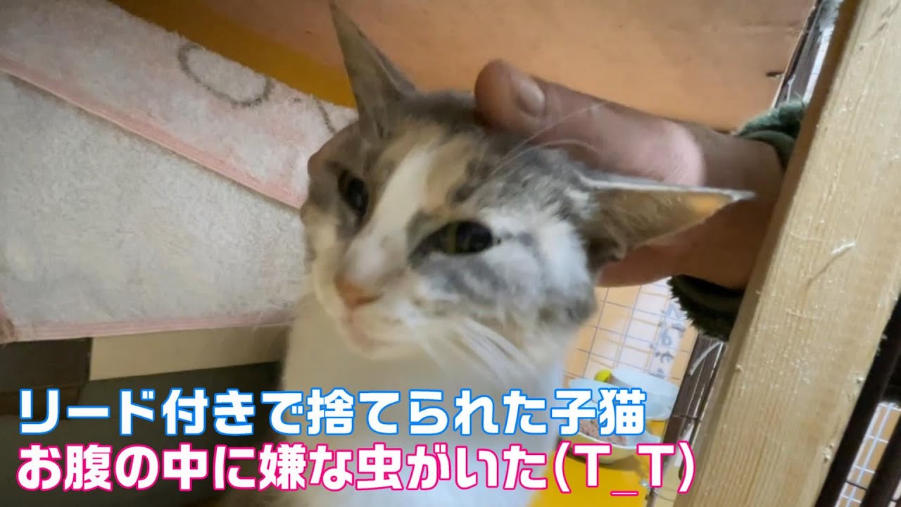 【マンソン裂頭条虫】リード付きで捨てられた子猫にマンソンがいた！【No6】