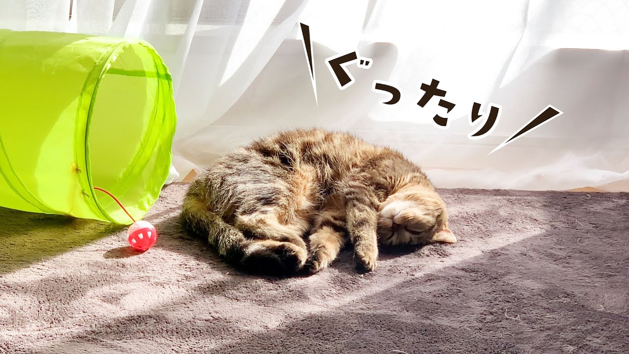 掃除機にビビり散らかしてぐったりの猫がこちらです笑 #316【生後1年と15日目 スコティッシュフォールド】