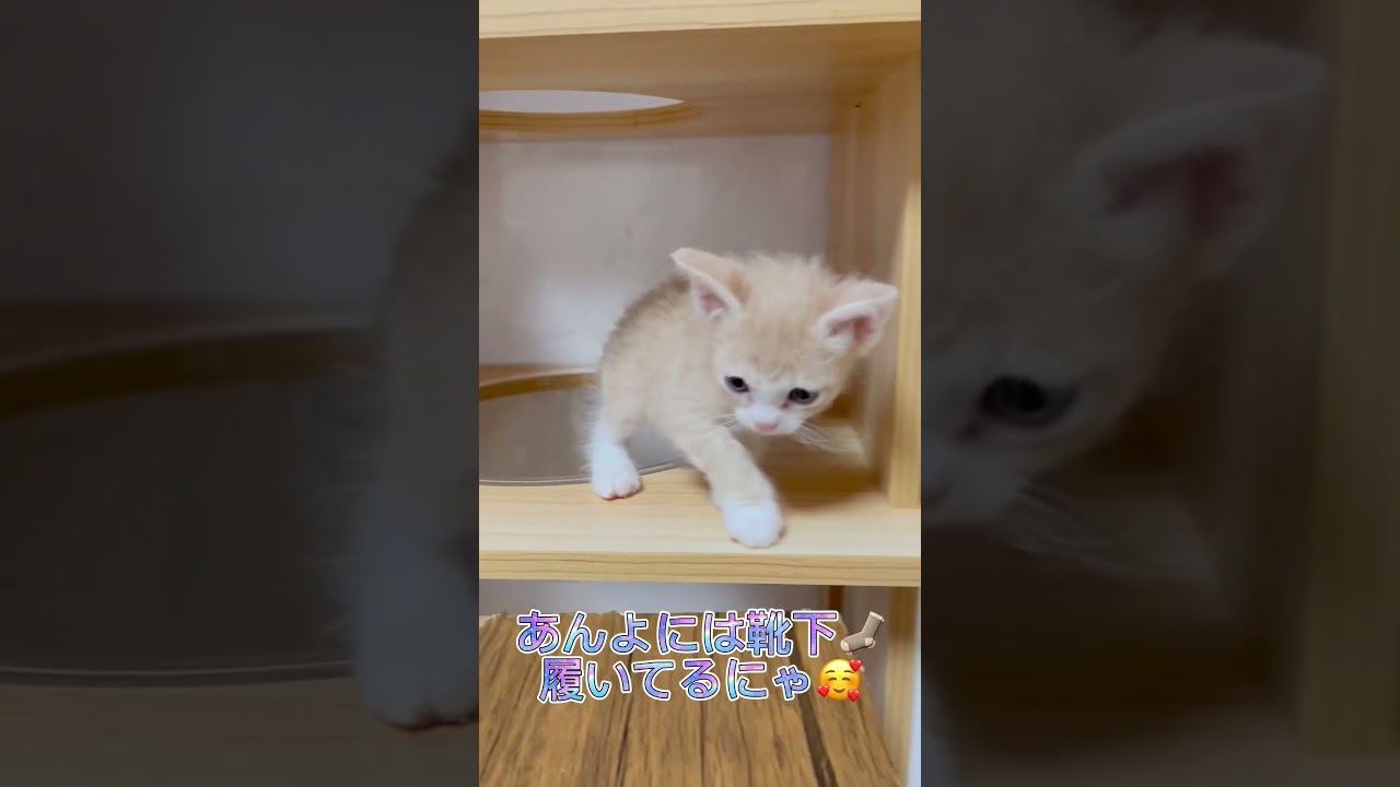 探検好きなラパーマちゃん🐱 【お問合せ詳細は説明欄に記載あります】 #ラパーマ #ブリーダー直販 #猫 #猫動画 #子猫 #マンチカン #ミヌエット