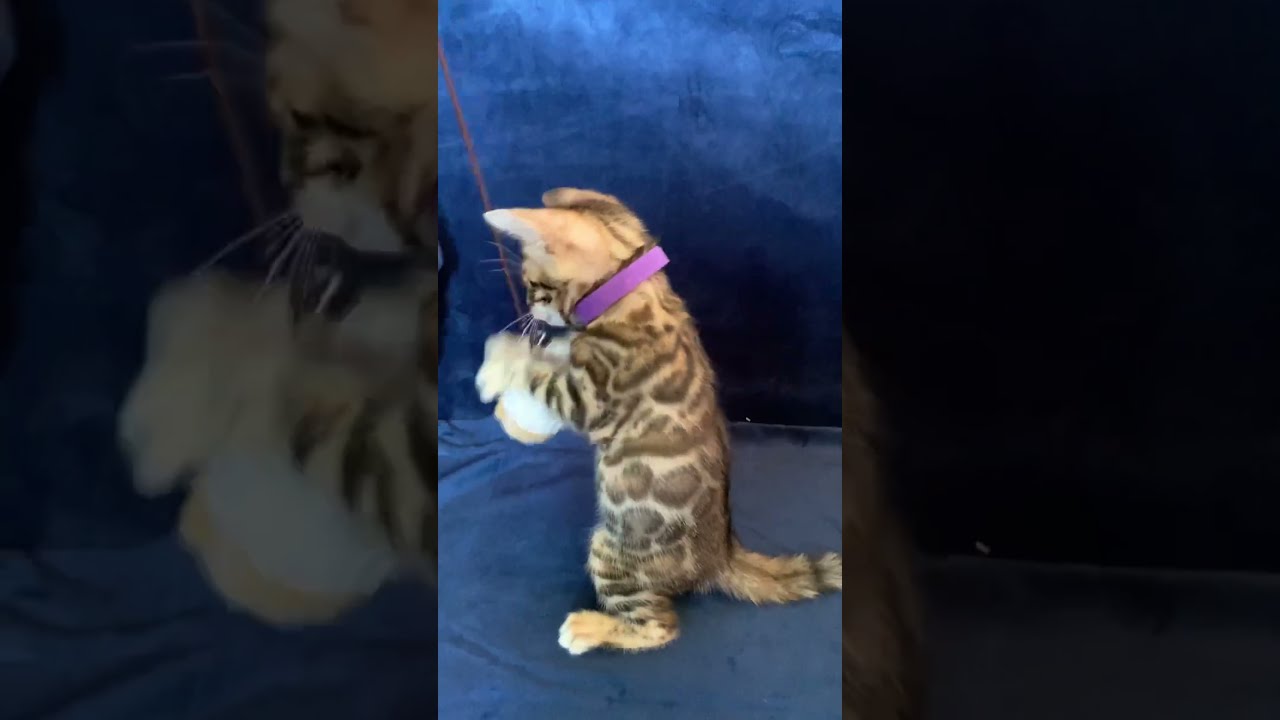 Merry Brown Spotted Tabby Bengal Female Kitten Available Now | Purebred Kitties