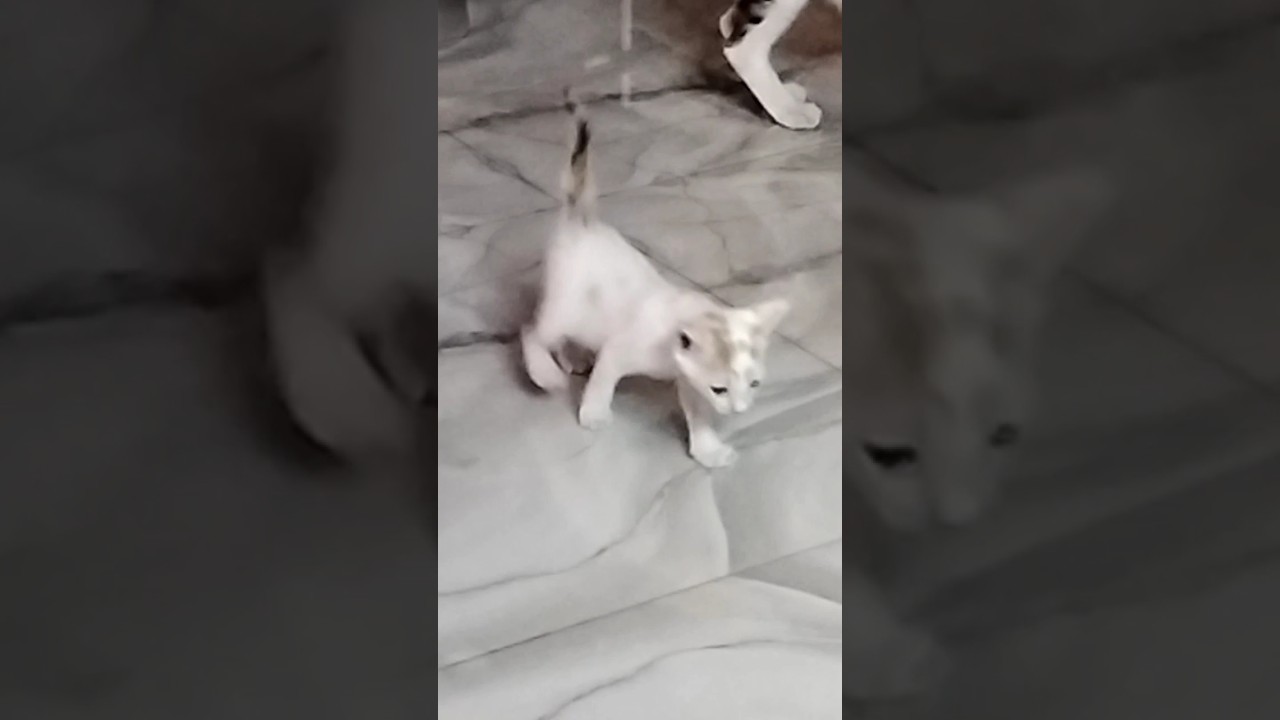 cat#catcomedy #catvideos #funny #youtube