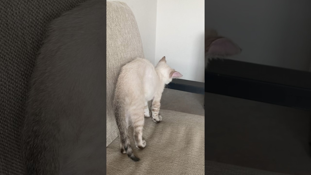 後ろ向きに、のびーーー！　#元保護猫　#シャムトラ　#シャムミックス　#cat #猫耳 #kitten #シャムmix  #子猫 #猫耳