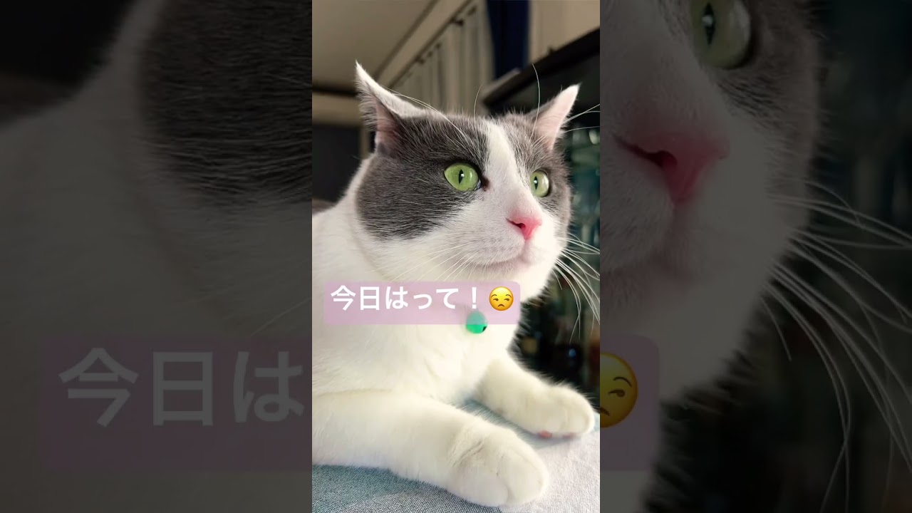 いつも可愛いよ💕　#猫 #元野良猫 #猫のいる暮らし #cat #cutecat