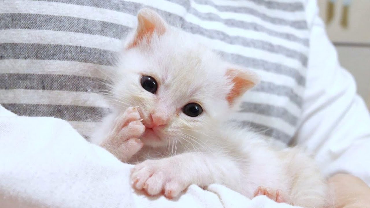 子猫があざとカワイイポーズを覚えました【赤ちゃん猫　保護猫】