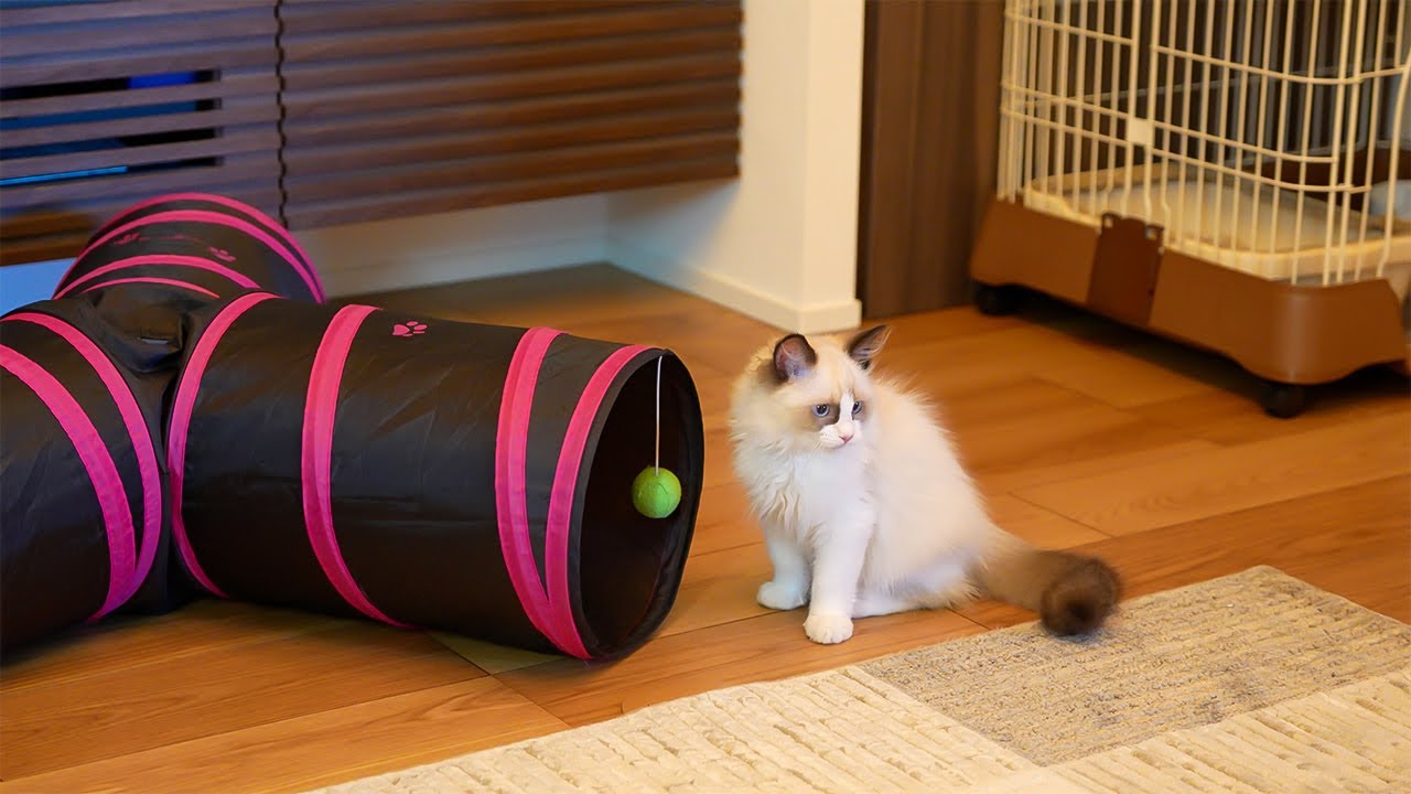新しい家族 ラグドールのレオ君です