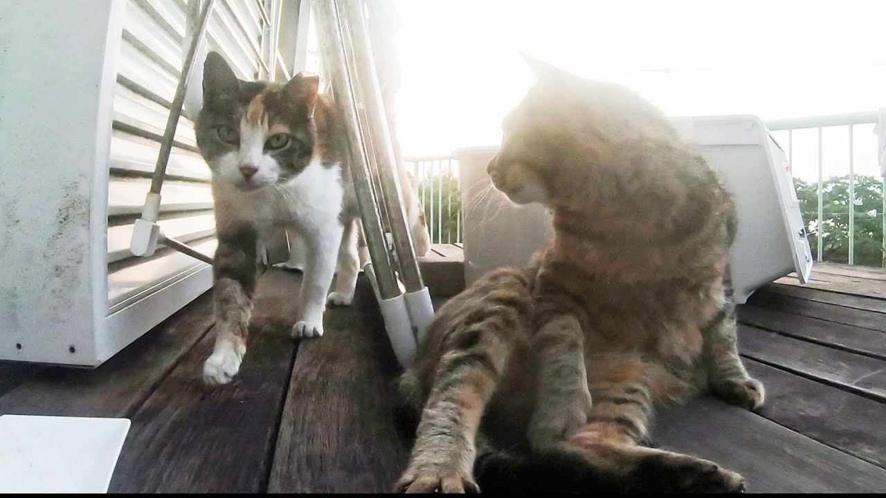微風が猫をなぞっている早朝のこと