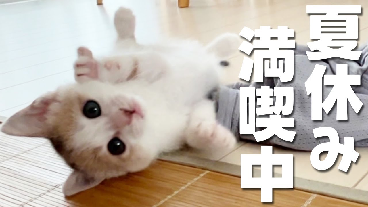 子猫と戯れる子供達の夏休み！無邪気に遊ぶ子猫が可愛すぎました【保護猫・元野良猫】