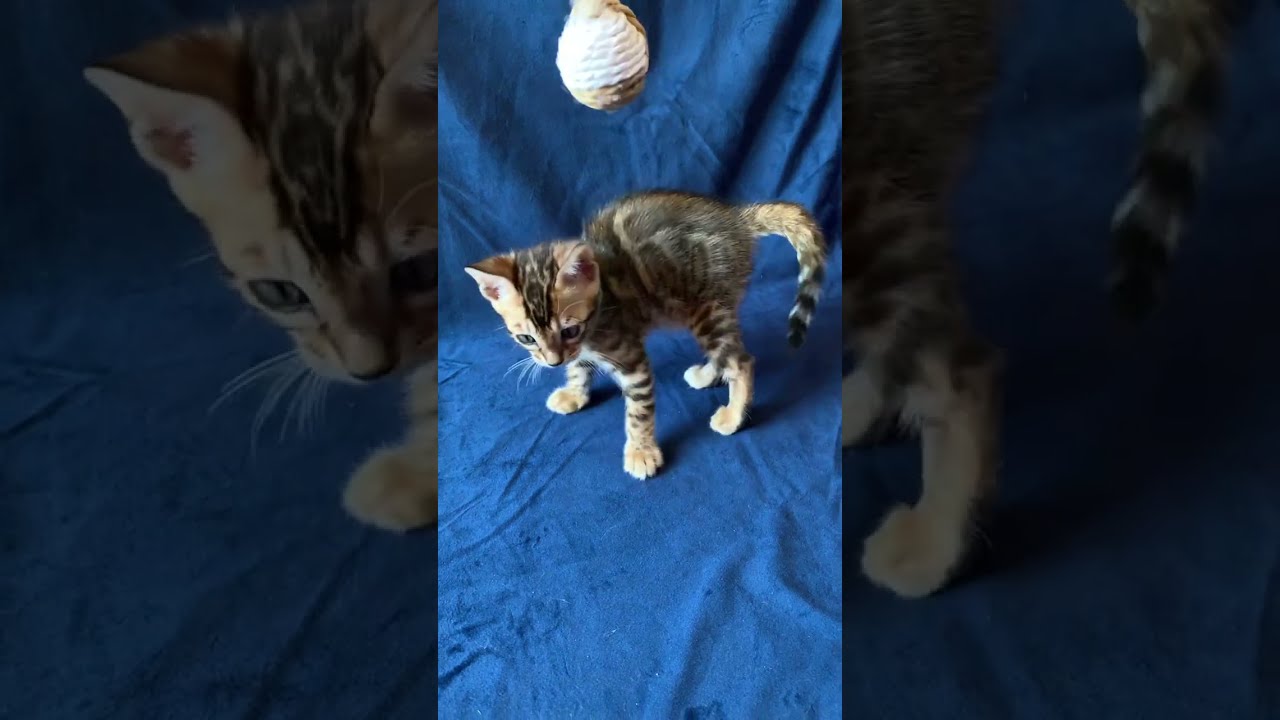 Melvyn Brown Spotted Tabby Bengal Male Kitten Available Now | Purebred Kitties