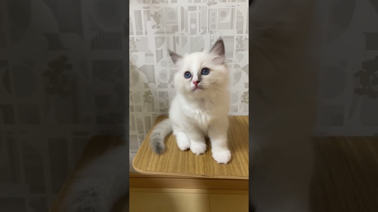 その他の猫種 ラグドールとバーマンのいいとこ取り❤️