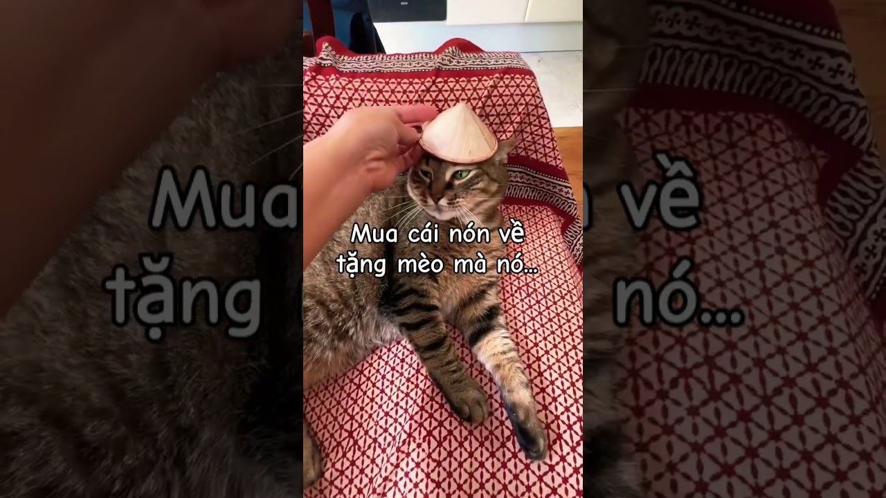 nón lá mini hàng Việt cho mèo 🐱 #shorts