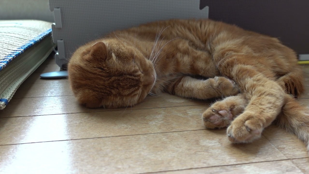 くつろぐ社長 Relaxing president #猫 #スコティッシュフォールド #猫動画 #cat #scottishfold #catvideos