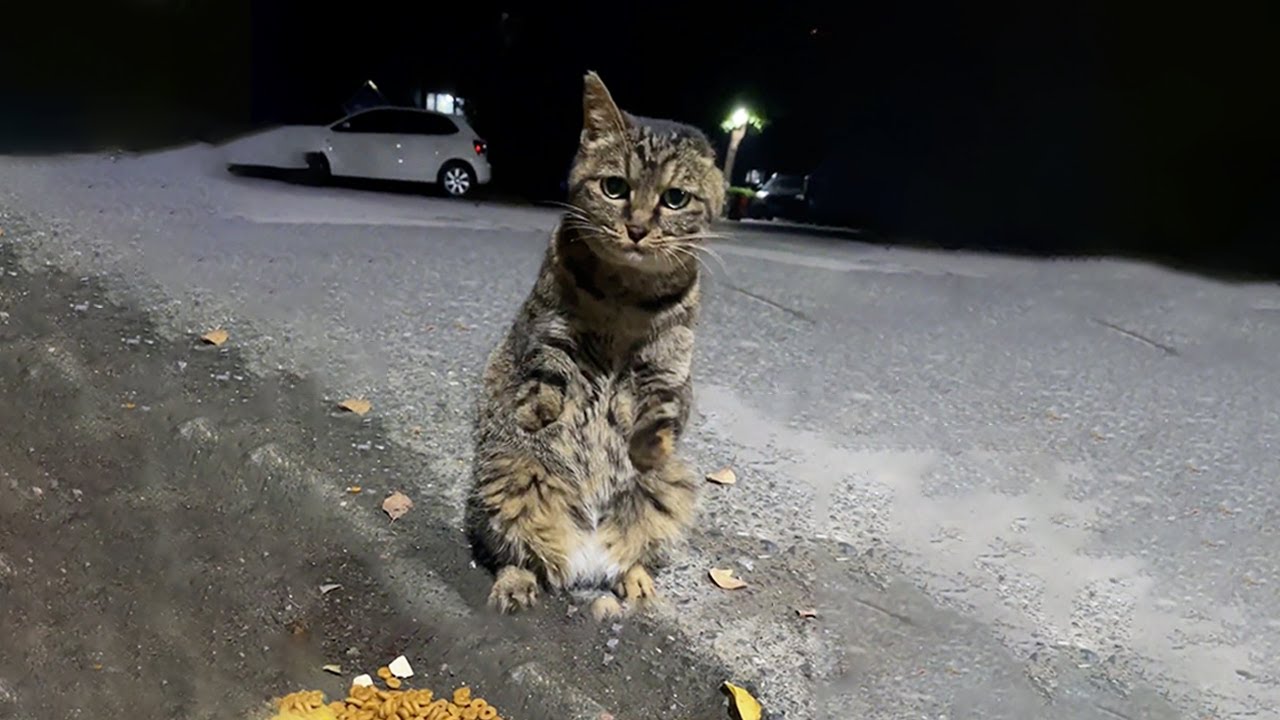 両足と片耳を失った野良猫。通りすがった優しい男性との出会いで、その運命を大きく変え始めた【感動】