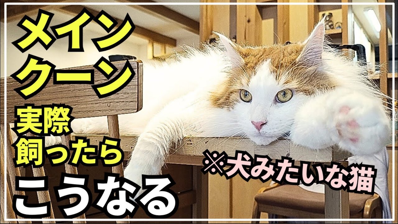 世界最大の大型猫メインクーンとのリアルな生活【2024年夏】