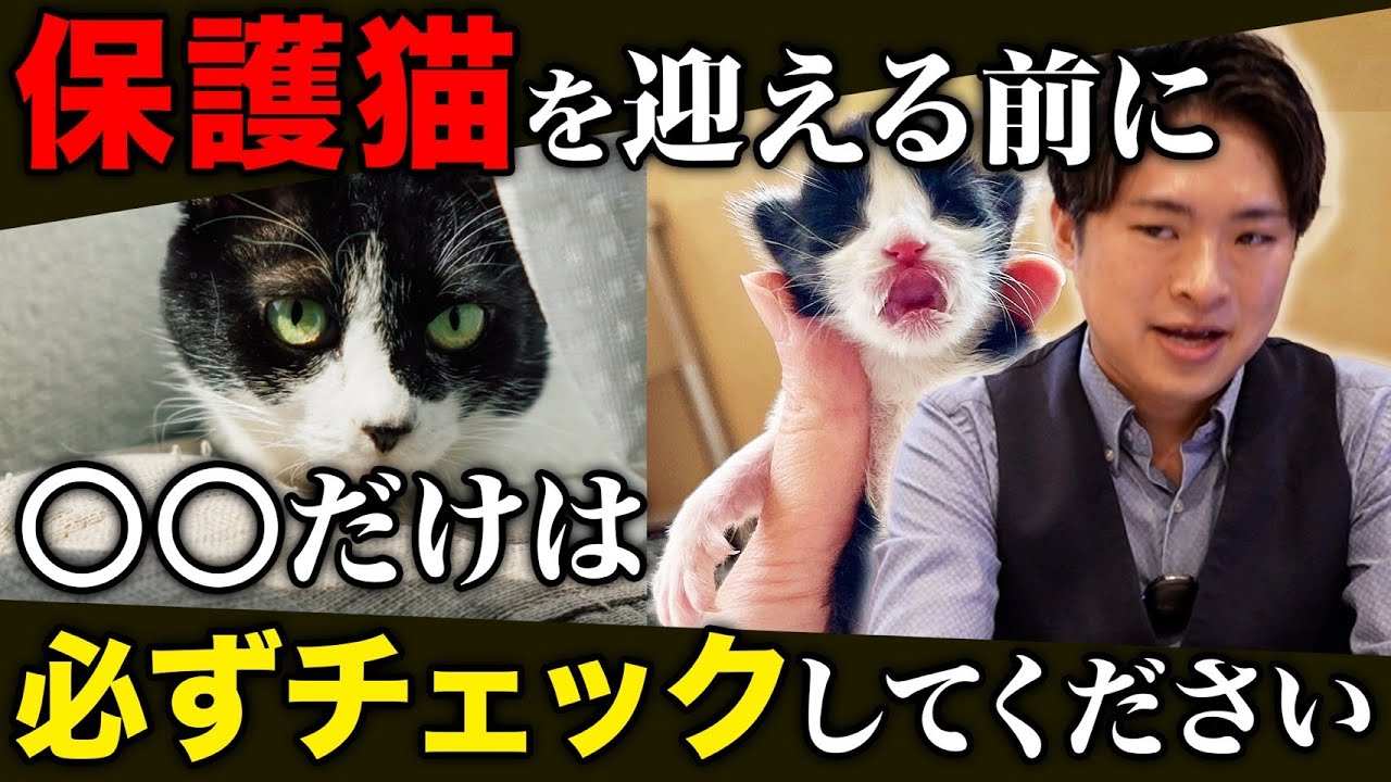 【子猫 保護】保護猫をお迎えする時にココだけは必ずチェックしてください