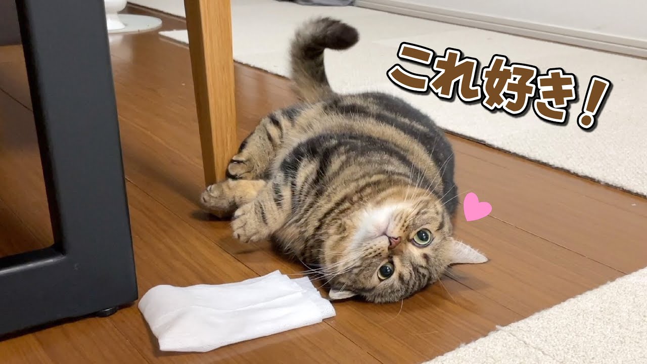 新しいおもちゃを見つけて狂ったように遊ぶ猫が無邪気すぎる！