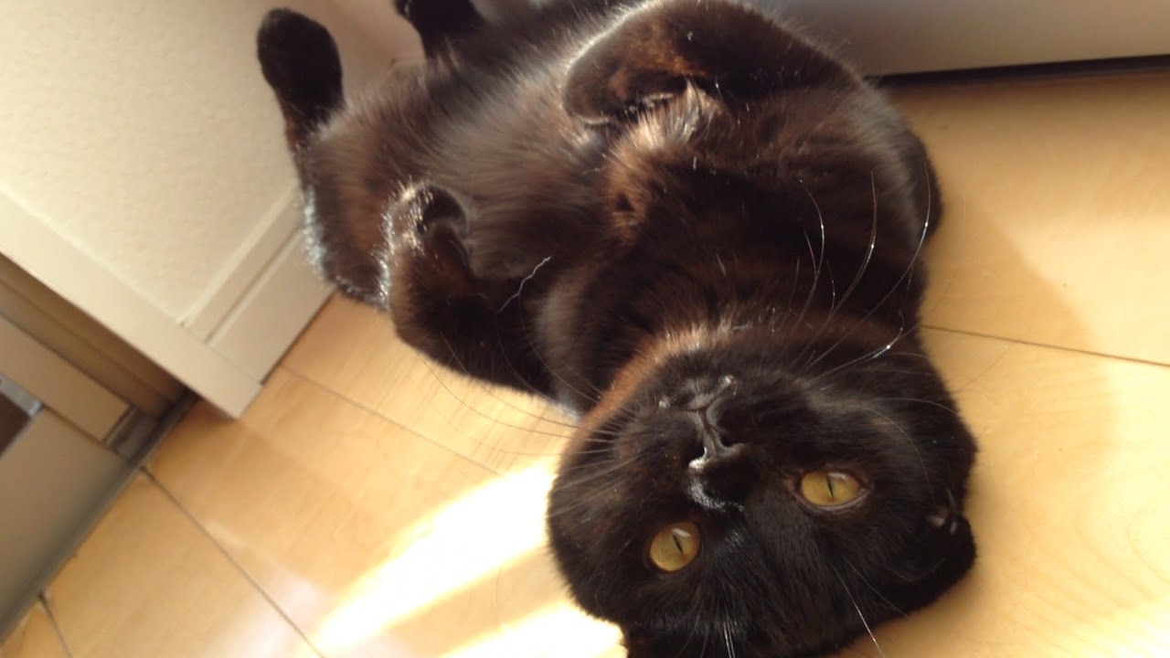 黒猫 black cat Scottish fold  スコティッシュフォールド たれ耳
