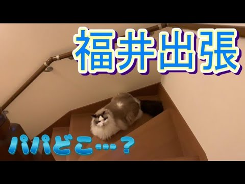猫とヘイトごはん｜パパ、福井出張（前編）