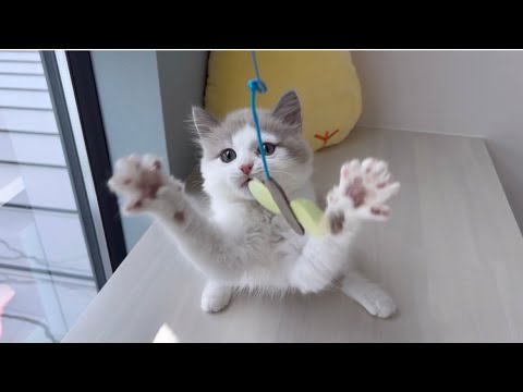 【マンチカン子猫】手を差し出すとタッチしてくれる陽気な長足男の子
