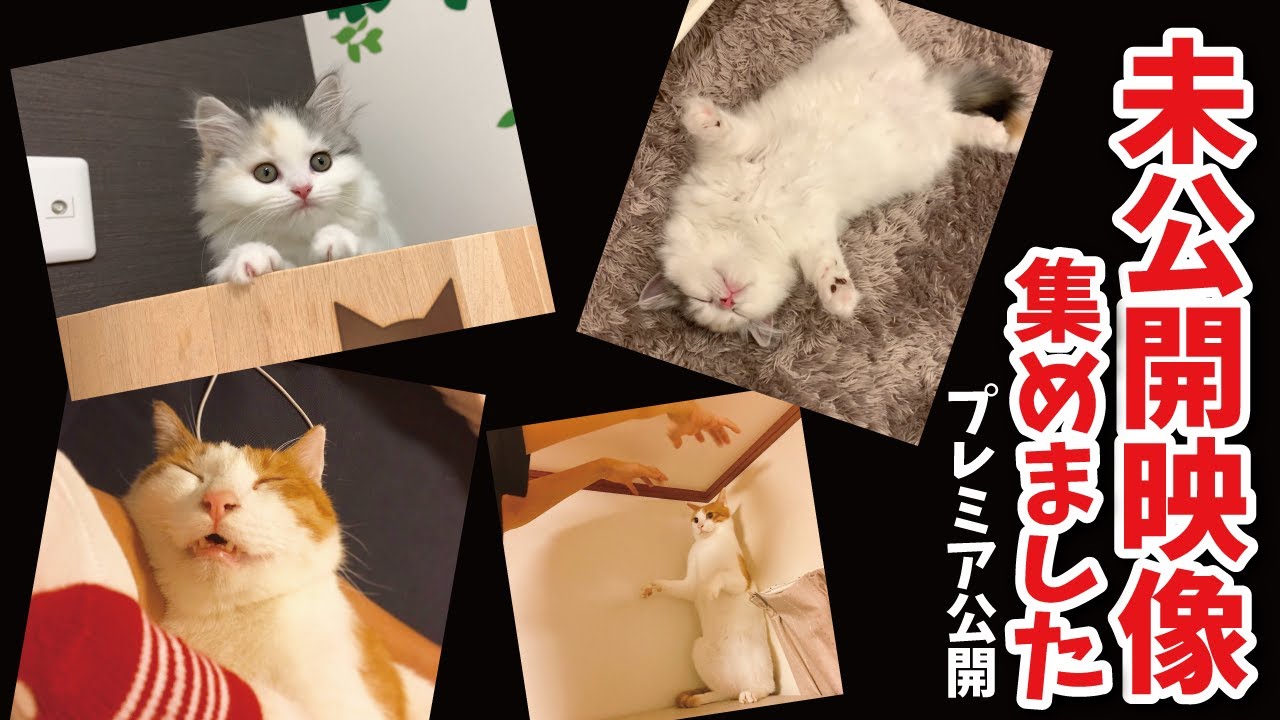 【プレミア公開】生後3ヶ月の子猫と先住猫の記録未公開映像【関西弁でしゃべる猫】【猫アテレコ】