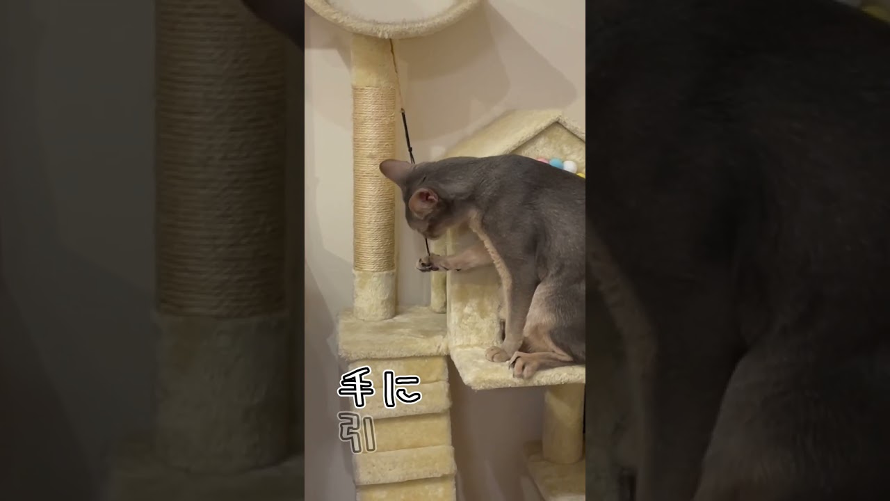 アビシニアンとは その9 #shorts #猫 #アビシニアン